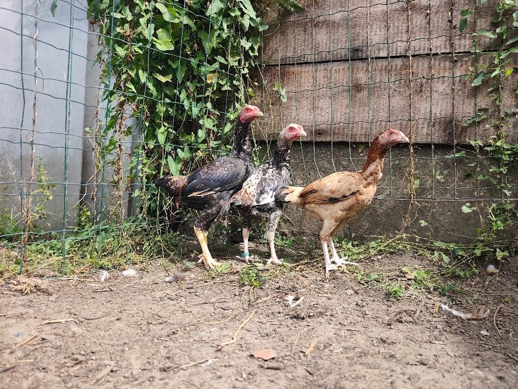 Jeune combattant disponible, Animaux & Accessoires, Enlèvement