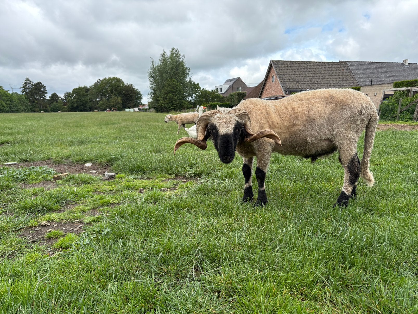 Walliser zwartneusschaap, Dieren en Toebehoren, Schapen, Geiten en Varkens