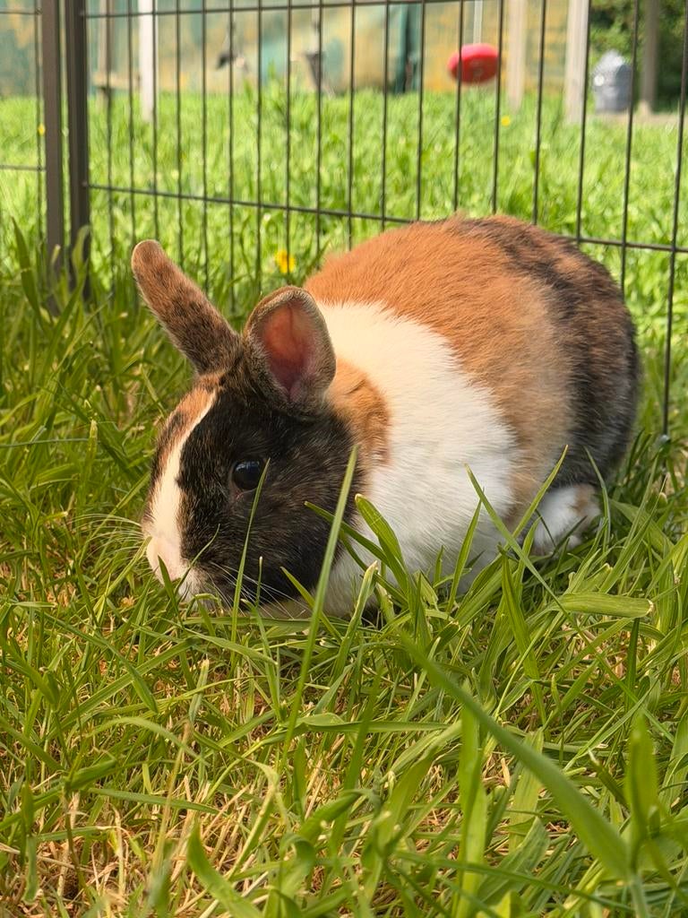 6 konijnen te koop, Dieren en Toebehoren, Konijnen, Meerdere dieren, Dwerg, Hangoor, 0 tot 2 jaar