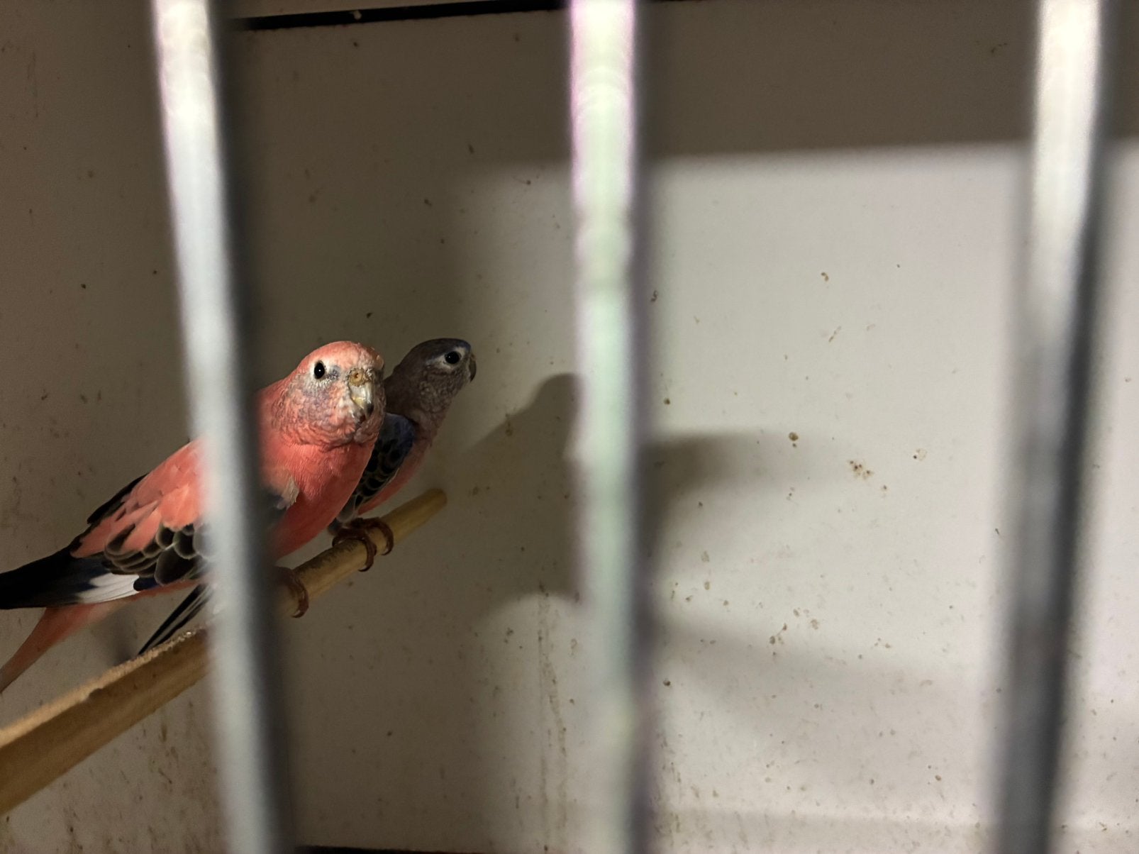 Bourke parkiet mannen, Dieren en Toebehoren, Mannelijk, Parkiet, Geringd