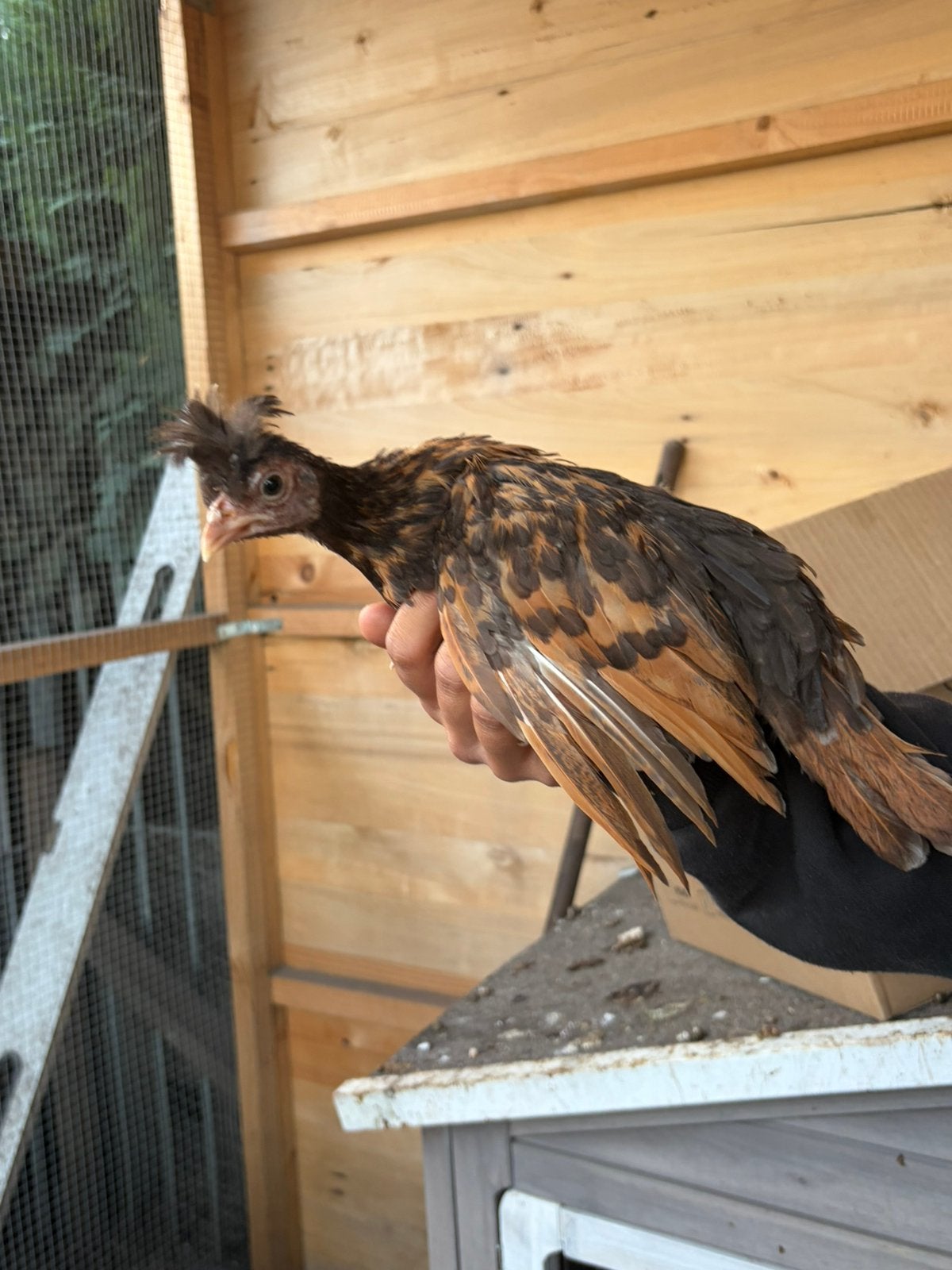 Grote kuikens, Dieren en Toebehoren