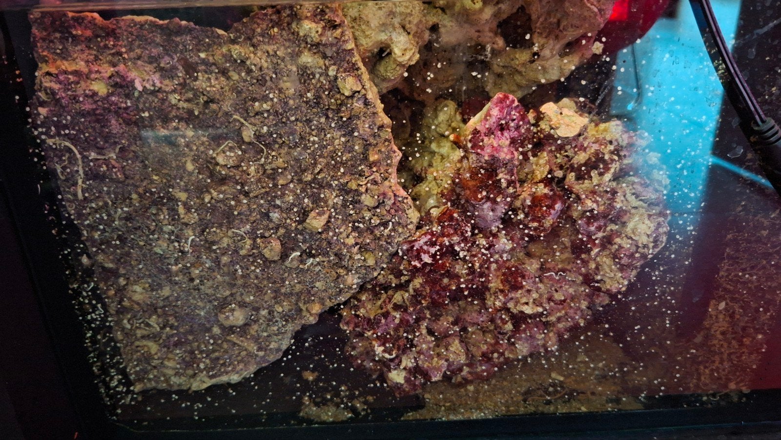 Levend steen zeeaquarium, Dieren en Toebehoren, Ophalen