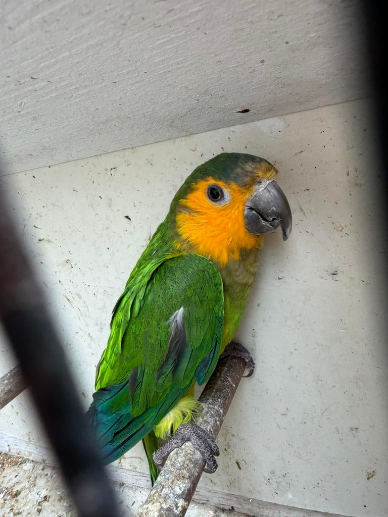 Conure cuivrée aratinga pertinax, Dieren en Toebehoren, Ophalen