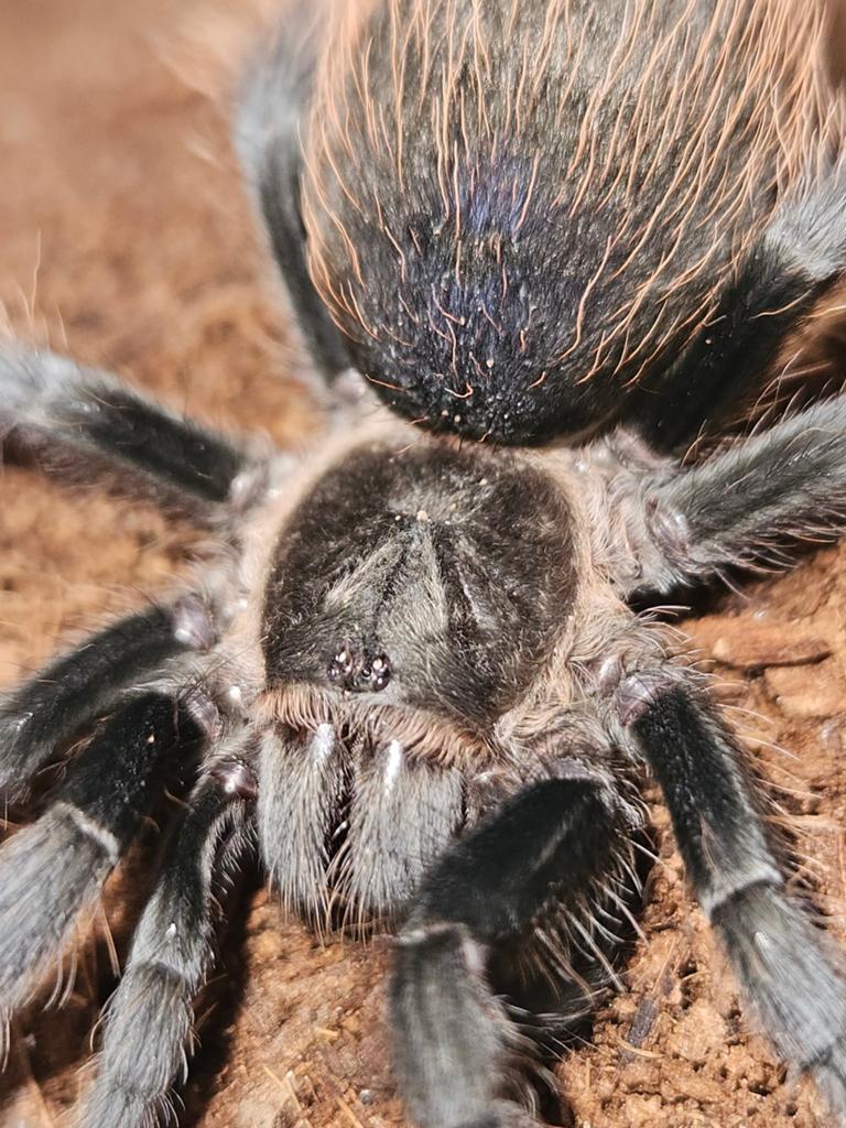 Tliltocatl vagans mannetje 3 cm lichamlengte, Dieren en Toebehoren, Insecten en Spinnen