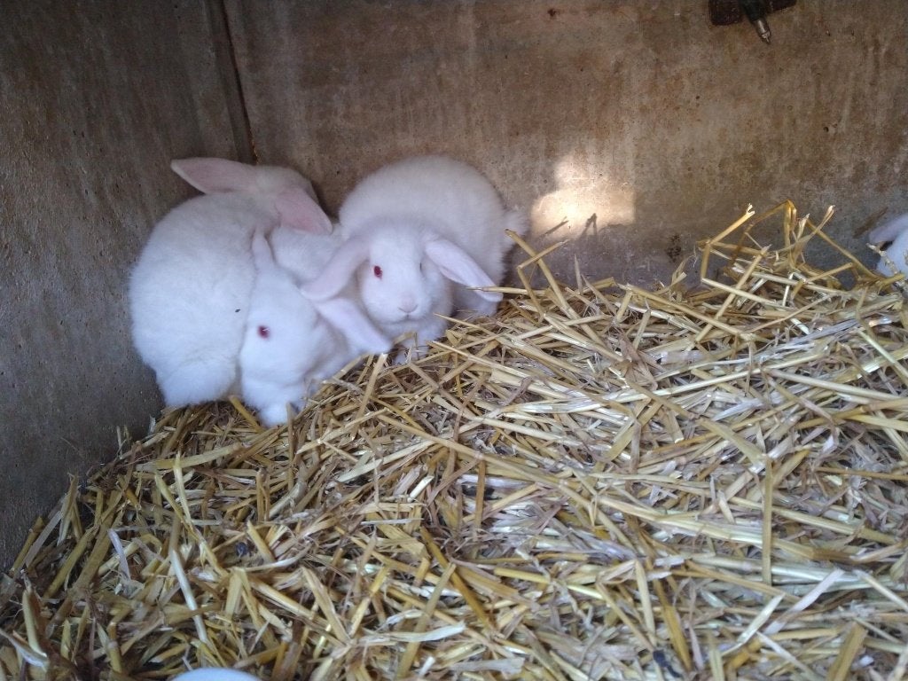 Minilops, Dieren en Toebehoren, Konijnen, Meerdere dieren, Dwerg, Hangoor, 0 tot 2 jaar