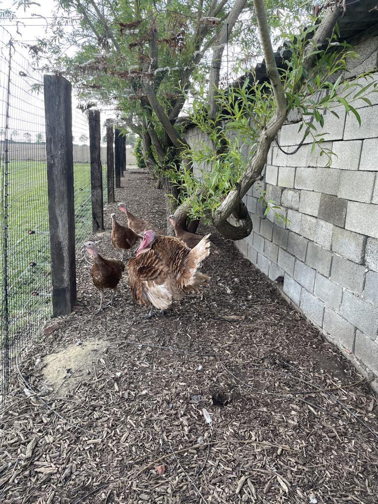 Rode ardenner kalkoenen, Dieren en Toebehoren, Geslacht onbekend, Kalkoen