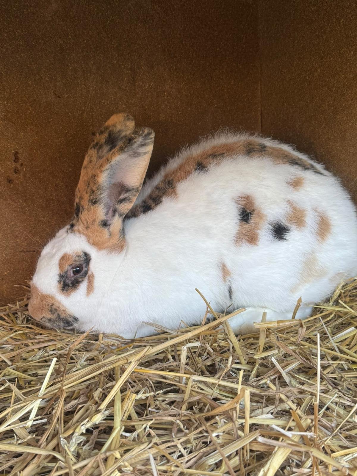 Reuzevlinder ( Groot Lotharinger), Dieren en Toebehoren, Mannelijk, Groot, 0 tot 2 jaar