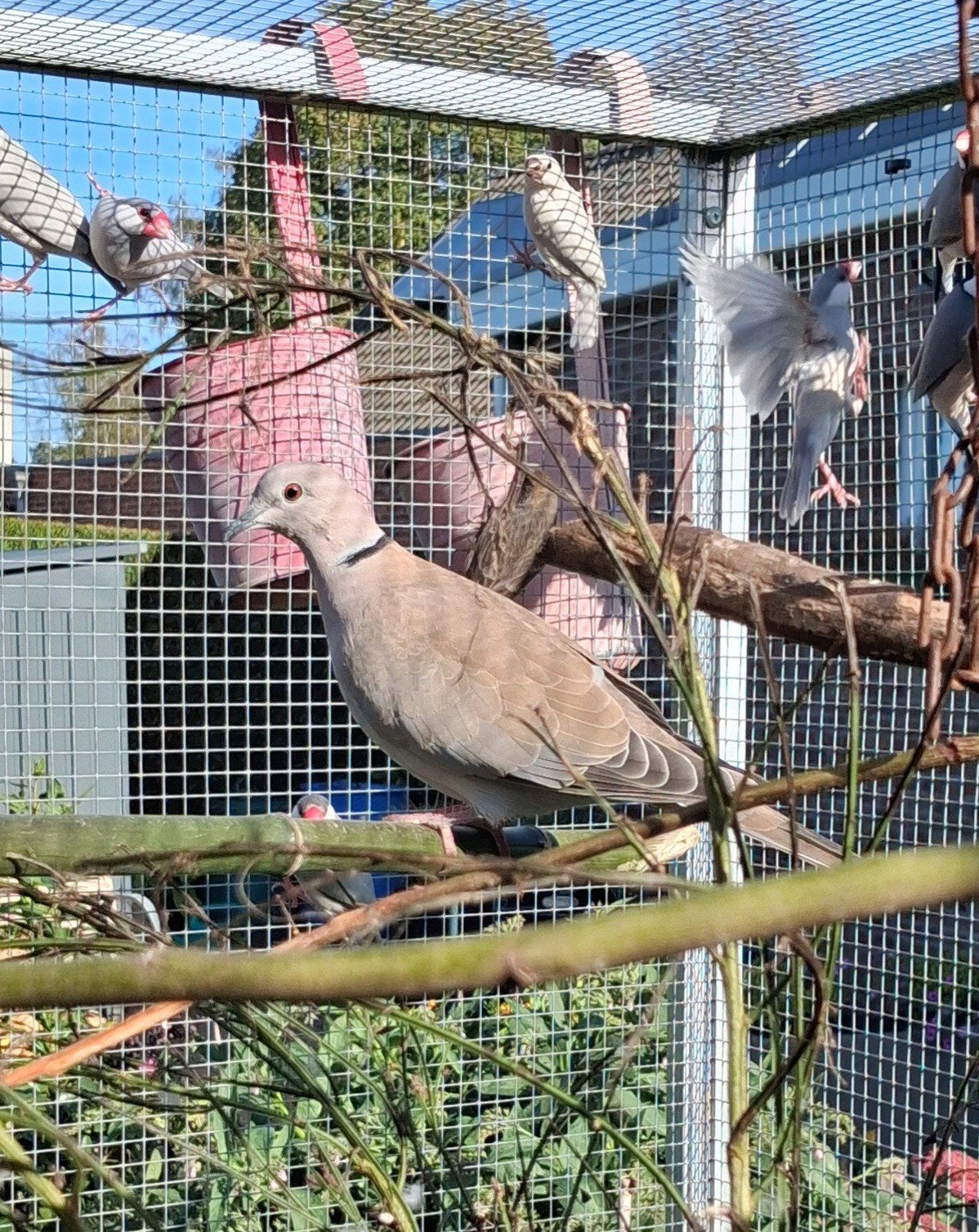 5 jonge lachduifjes, Dieren en Toebehoren