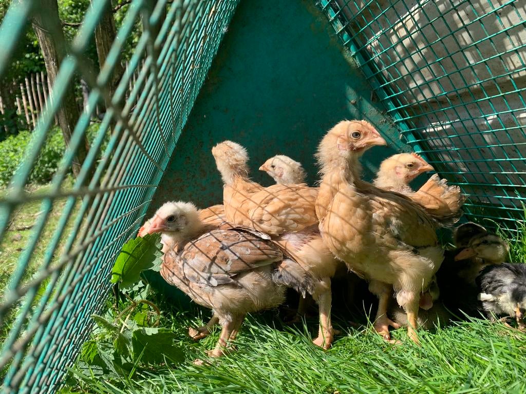 2 poulettes poule pondeuse d’un mois à vendre, Plusieurs animaux, Poule ou poulet