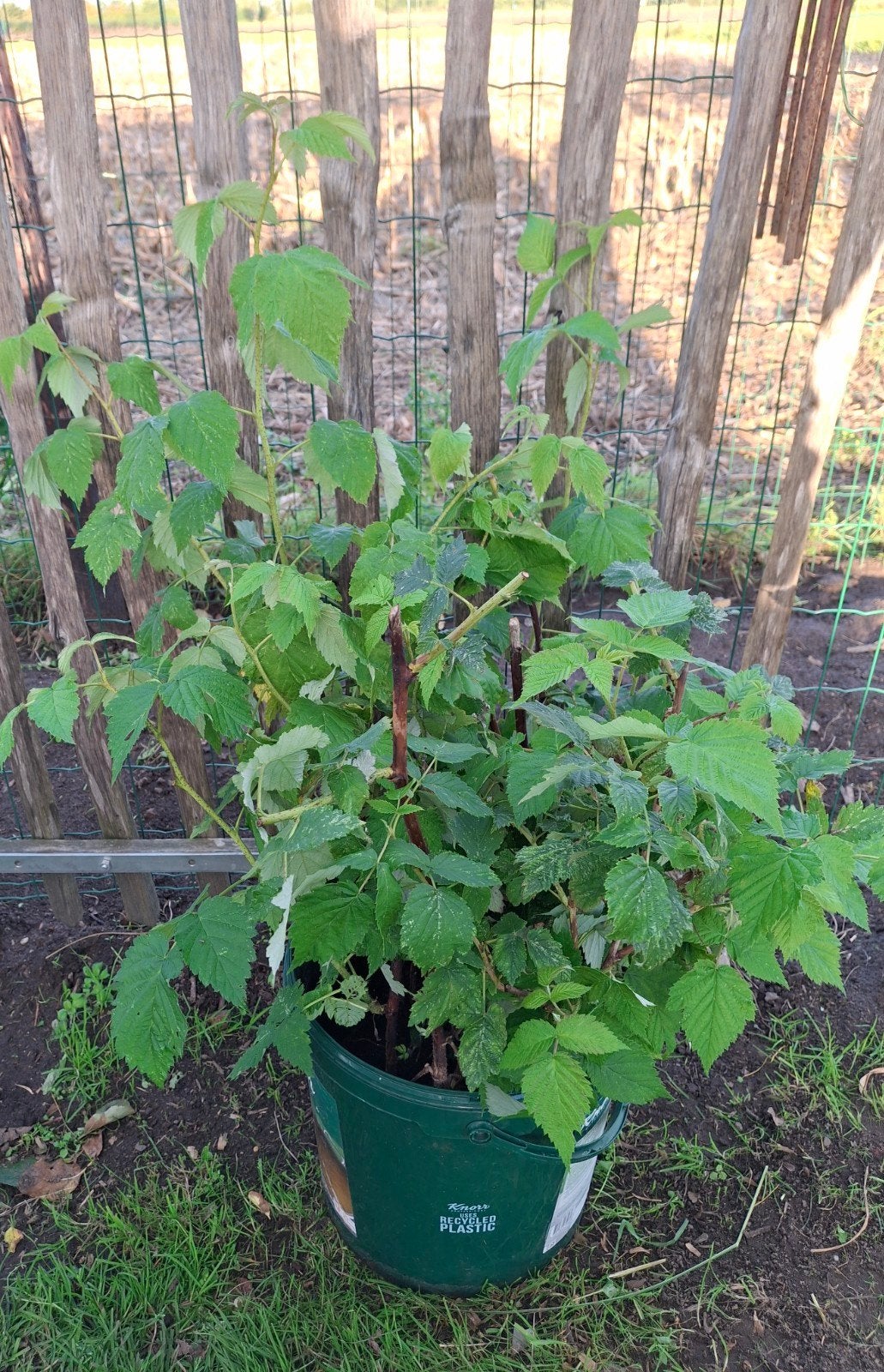 mooie grote framboosplanten, Tuin en Terras, Ophalen