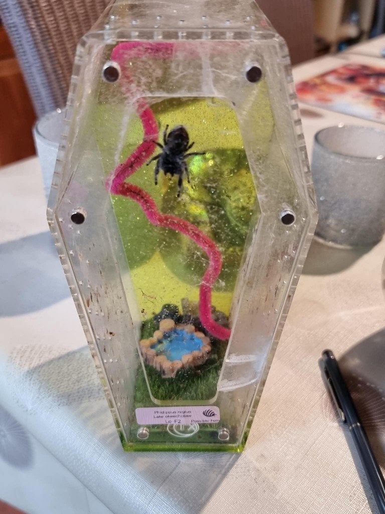 springspin met terrarium, Dieren en Toebehoren, Overige soorten, Met terrarium