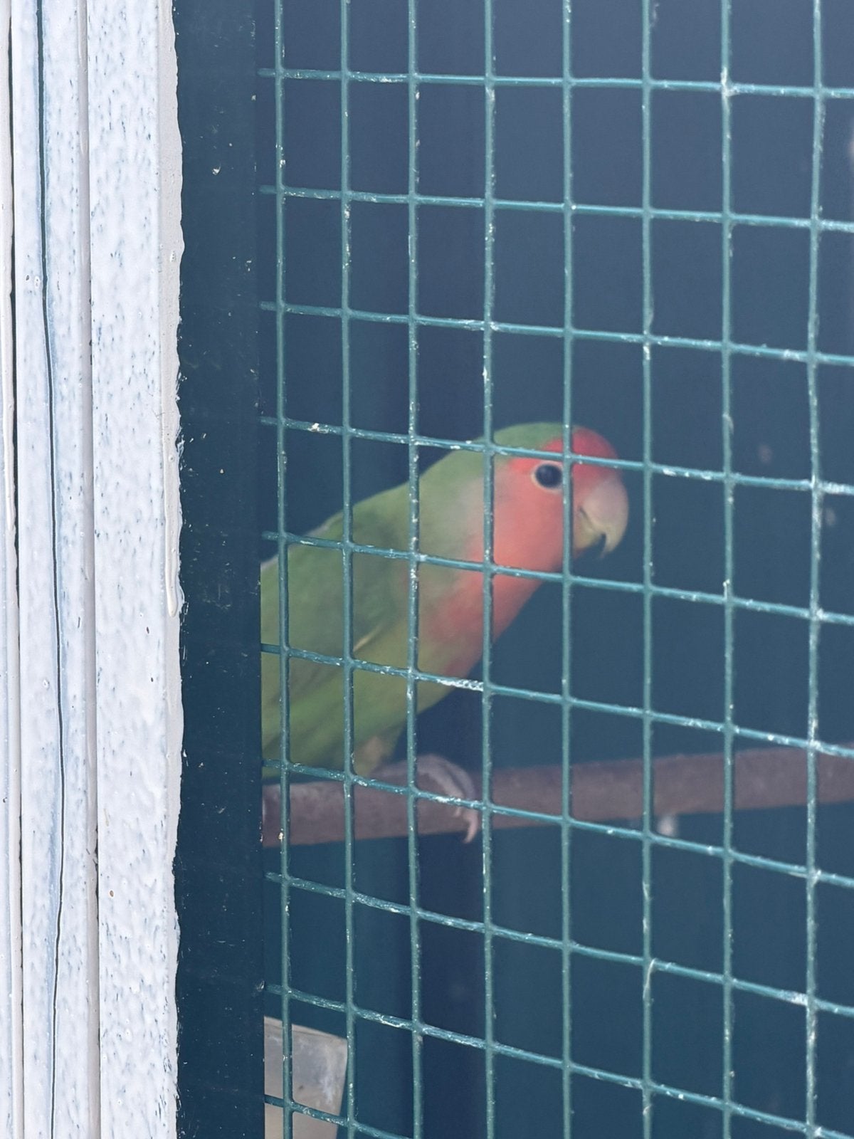 Agapornis fisheri, Meerdere dieren, Dwergpapegaai of Agapornis, Geringd