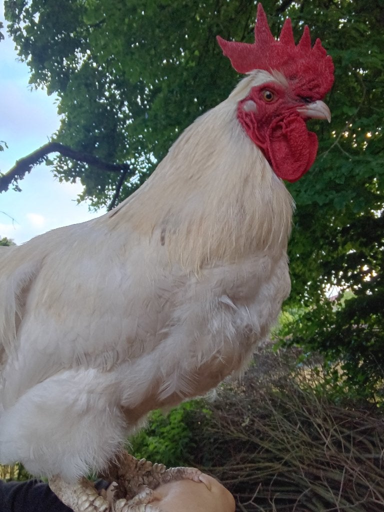 Gratis haan, Dieren en Toebehoren, Pluimvee, Mannelijk, Kip
