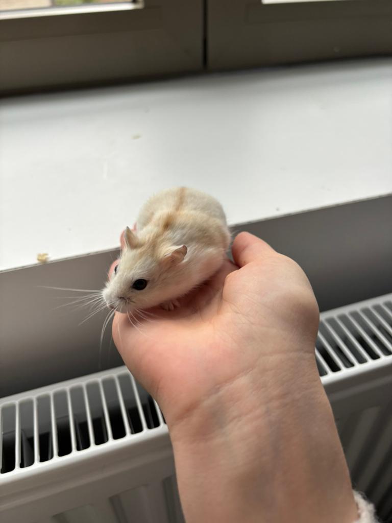 Hamster, Hamster, Maart, Mannelijk, Tam