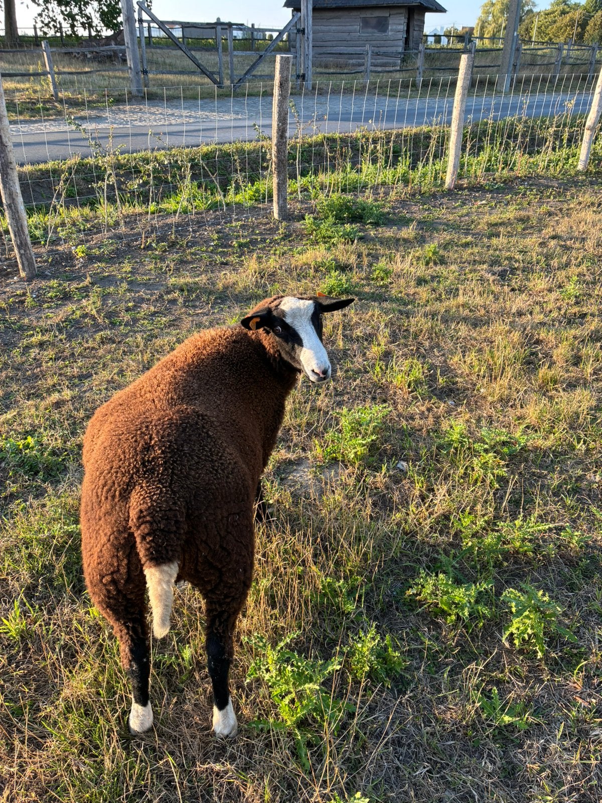 Zwartbles ram, Dieren en Toebehoren, Mannelijk, Schaap, 0 tot 2 jaar