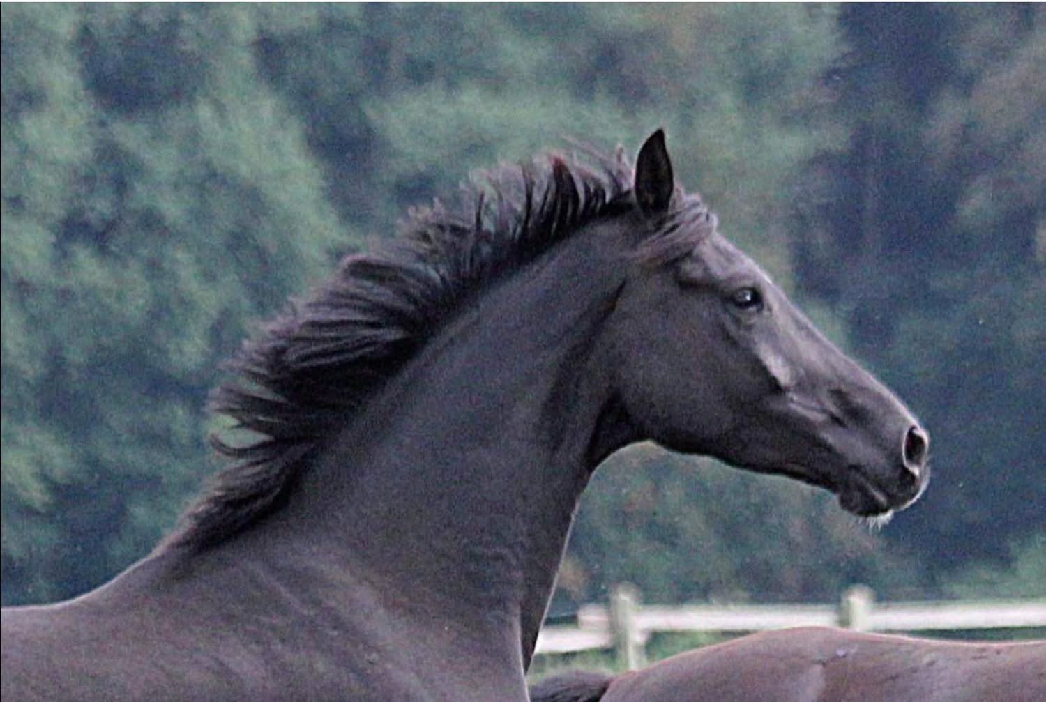 Maracana (Millennium) Fokmerrie, Dieren en Toebehoren, Paarden, Merrie, Met stamboom, Dressuurpaard, 170 tot 175 cm