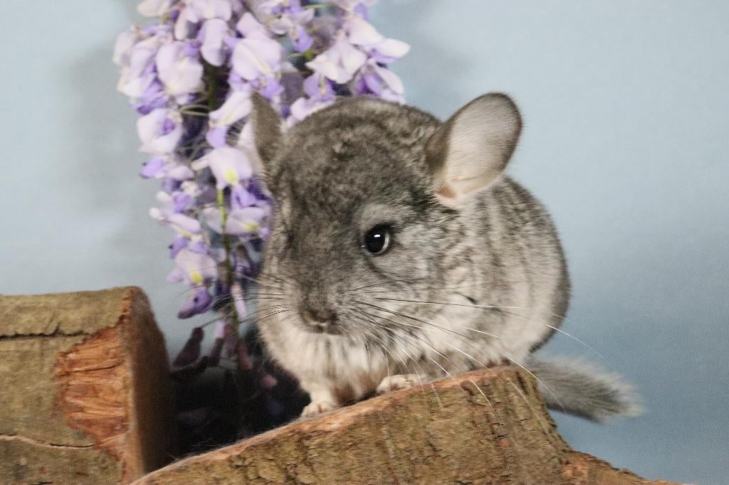 Babies chinchillas, , tame and healthy, available, Chinchilla, Domestique, Avril, Plusieurs animaux