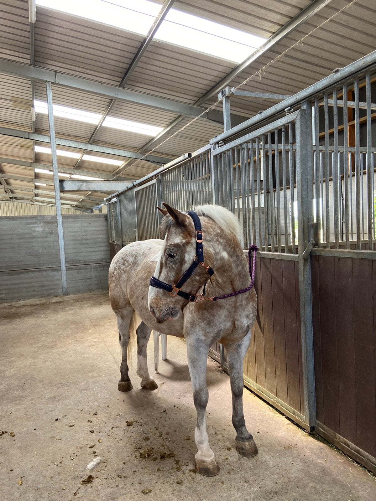 Brave 13 jarige ruin pony, Dieren en Toebehoren, Paarden en Pony's | Verzorgingsproducten, Nieuw, Ophalen