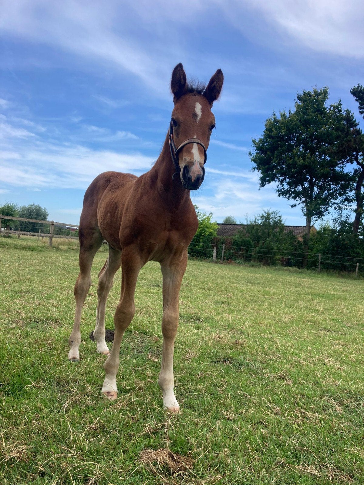Prachtig hengstenveulen en 4 jaarse merrie te koop, Plusieurs animaux, Ne s'applique pas, Cheval de saut, Avec pedigree