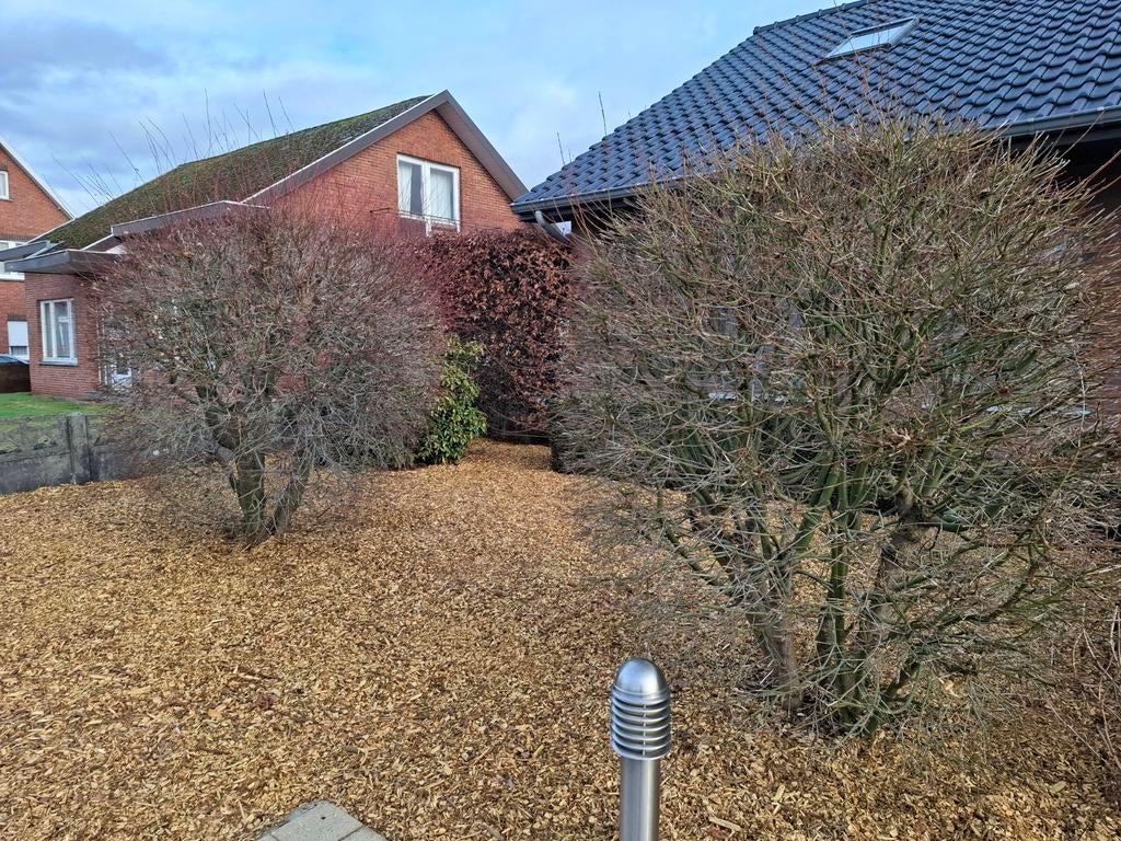 Japanse Esdoorn, Ophalen