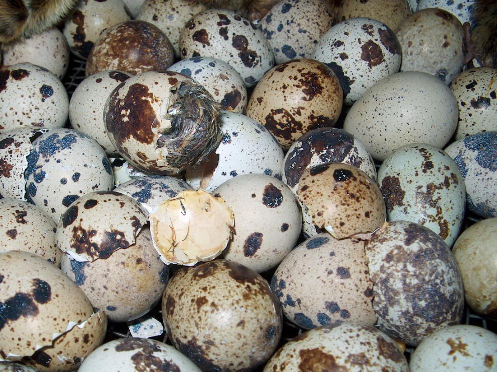 RECHERCHE : Oeufs de très petites tailles !, Enlèvement