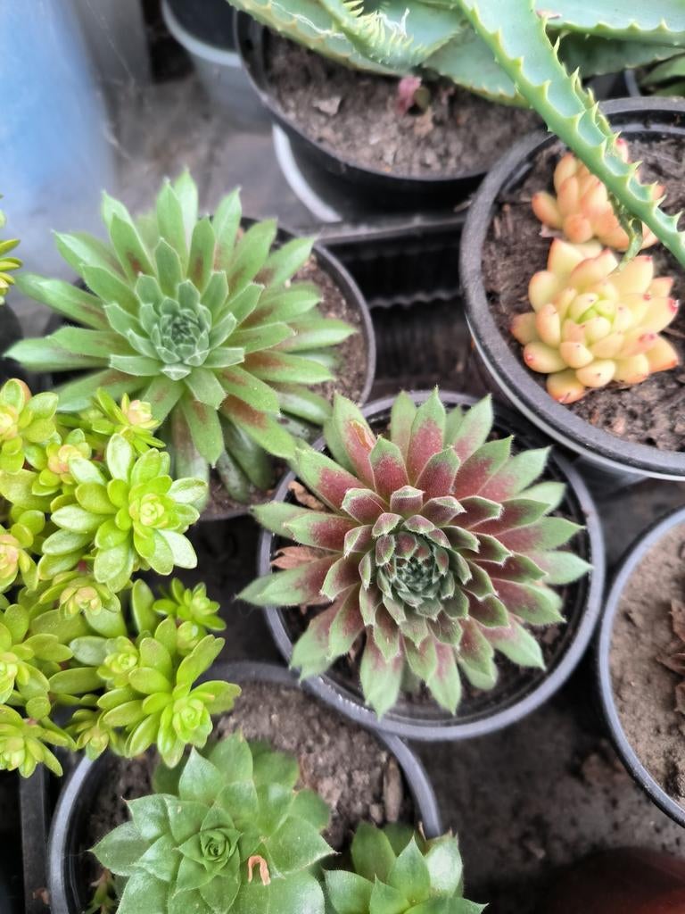 Verschillende planten, Ophalen, Lente, Vaste plant, Bodembedekkers