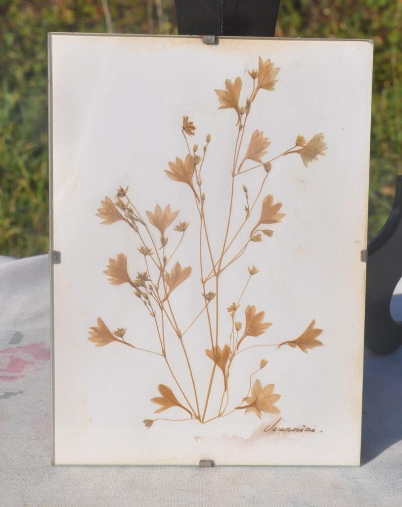 cadre sous verre herbier, Enlèvement ou Envoi, Autres types