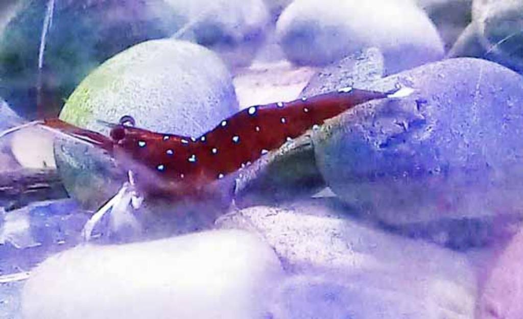 Kardinaalgarnaal | Caridina dennerli), Dieren en Toebehoren, Kreeft, Krab of Garnaal, Zoetwatervis, Schoolvis