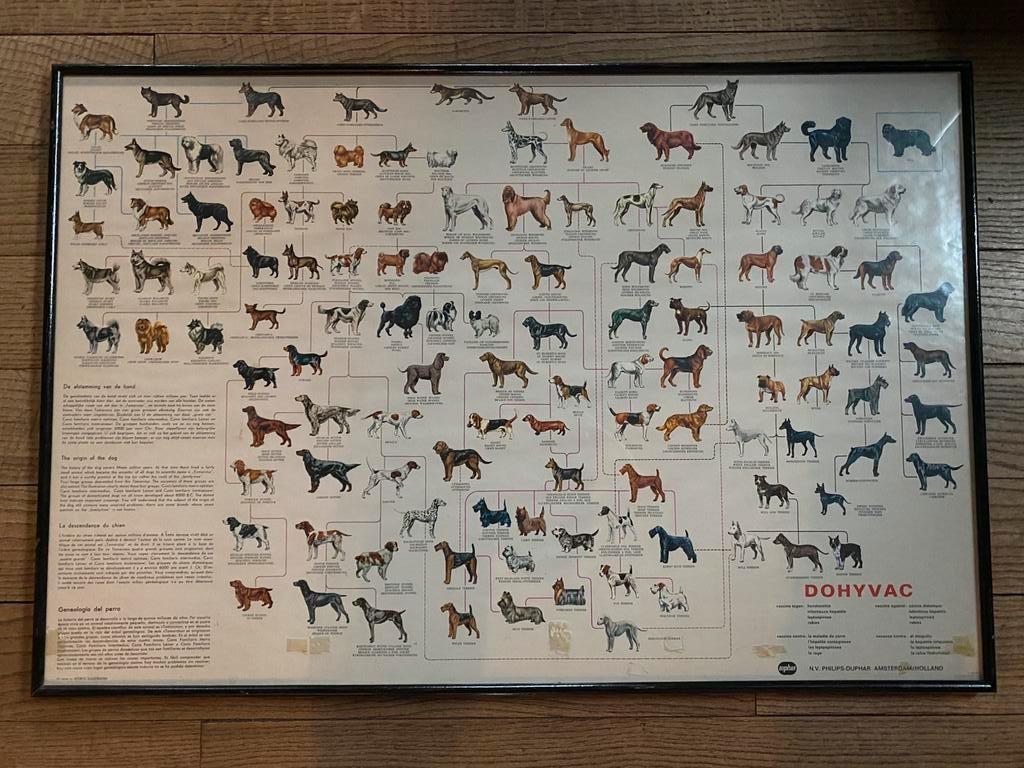 DE AFSTAMMING VAN DE HOND poster vétérinaire, Ophalen of Verzenden, Gelezen, Niet van toepassing
