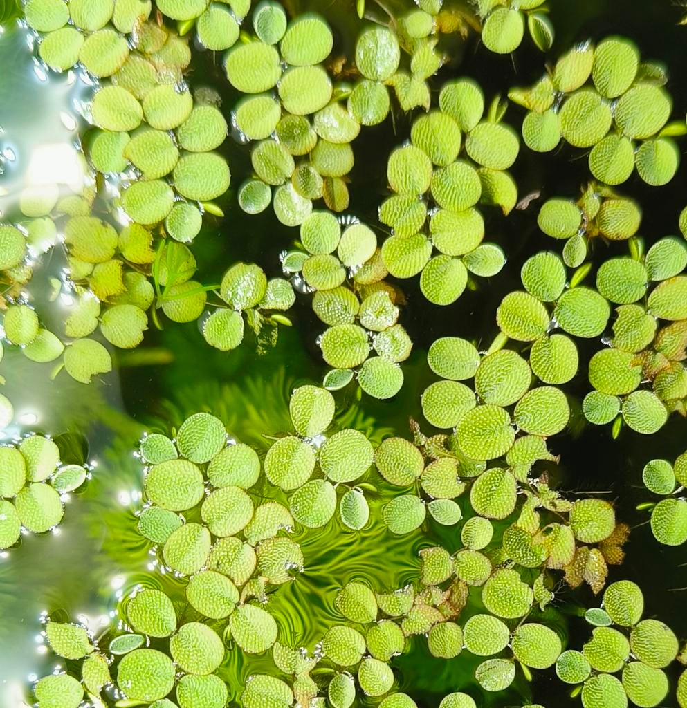 Salvinia Minima (Vlotvaren), Dieren en Toebehoren, Ophalen