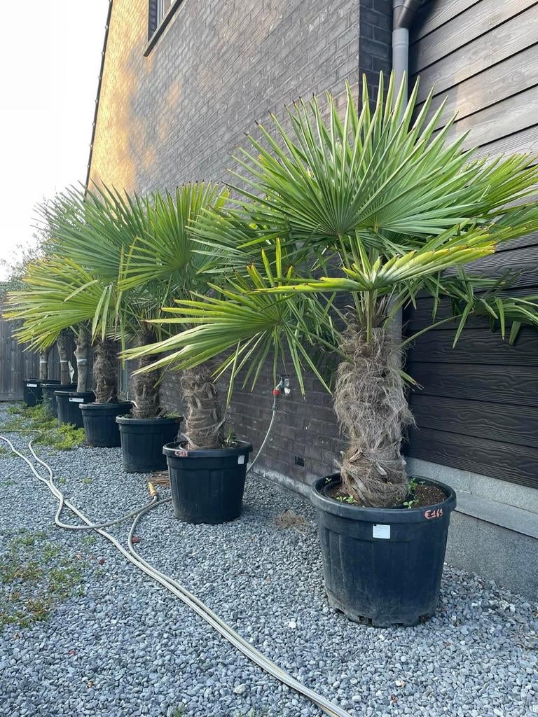 ‼️palmbomen trachycarpus fortunei aan promoprijzen ‼️, Enlèvement