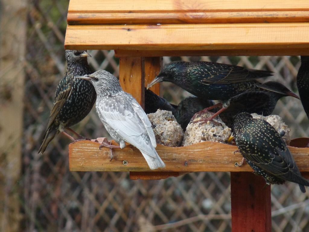 Gezocht: Kleurafwijkende spreeuwen, Dieren en Toebehoren, Vogels | Overige Vogels, Meerdere dieren, Wildzangvogel
