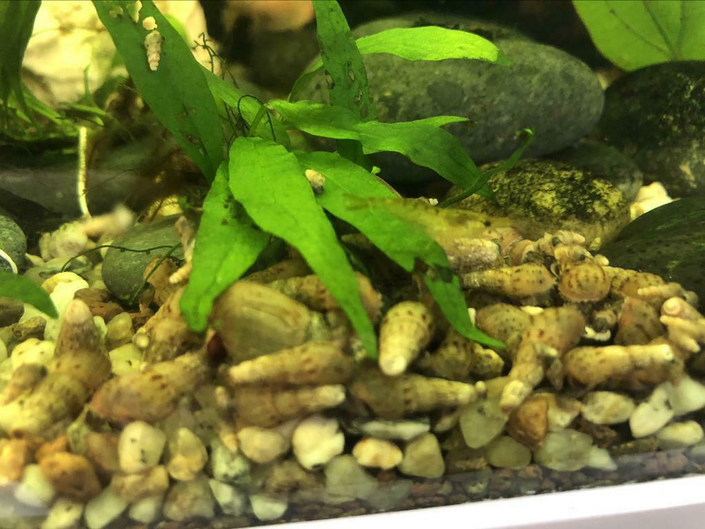 Escargot à tour (Melanoides tuberculata) - portion de 20, Animaux & Accessoires, Poissons | Poissons d'aquarium