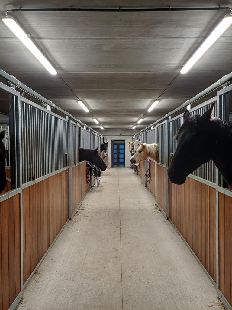 Petite pension pour chevaux confortable - Viane/Galmaarden/D, Animaux & Accessoires, Box & Pâturages, Pâturage