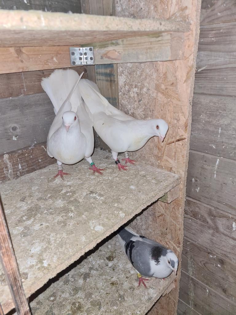 Duvan, Dieren en Toebehoren, Vogels | Duiven