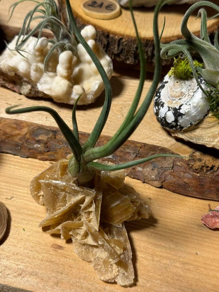 Tillandsia sur les minéraux : créations naturelles uniques, Enlèvement ou Envoi