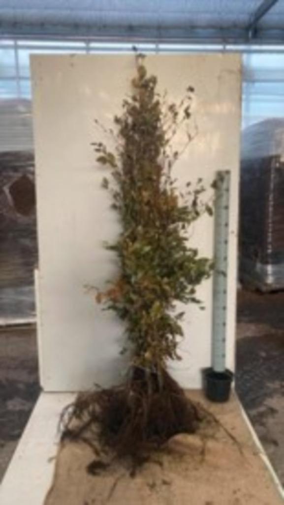 Fagus sylvatica blote wortel of in pot, Tuin en Terras, Ophalen