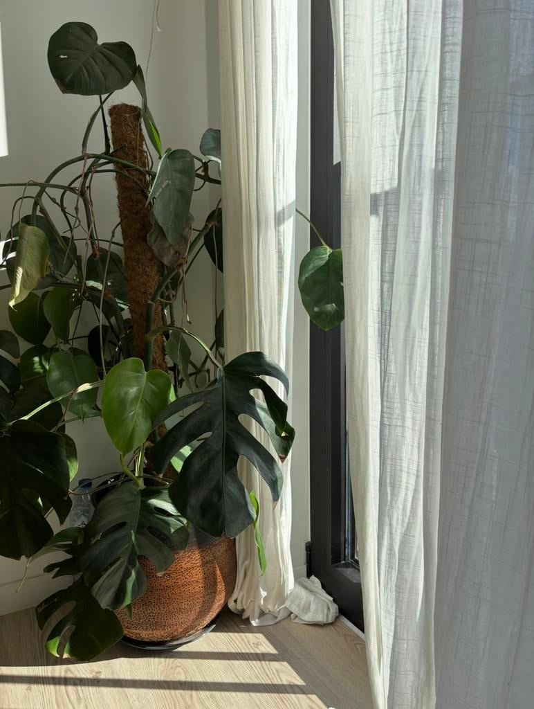 Grote Monstera Deliciosa (Gatenplant) + Mospaal + Sierpot, Maison & Meubles, Plantes d'intérieur, Enlèvement