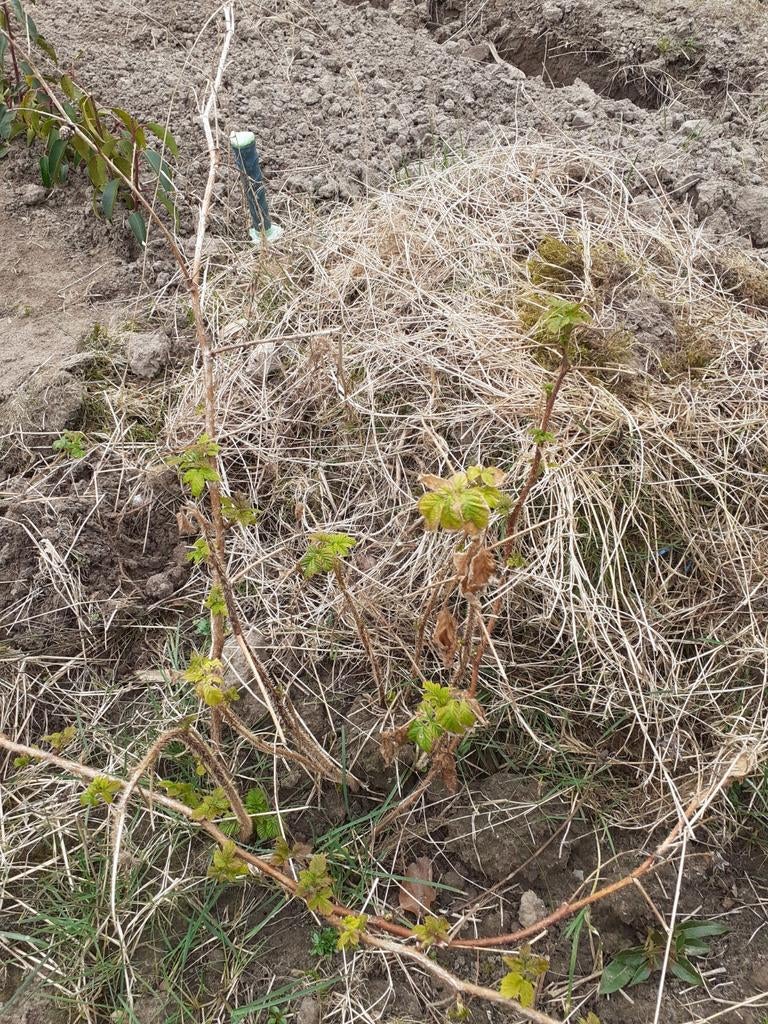 Frambozen plantgoed, Ophalen