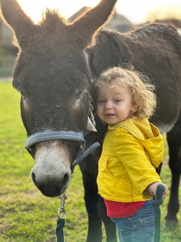 Paardje , pony of ezel gezocht, Dieren en Toebehoren, Paarden, Meerdere dieren, Niet van toepassing