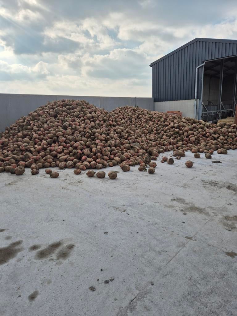 Voederbieten te koop, Ophalen