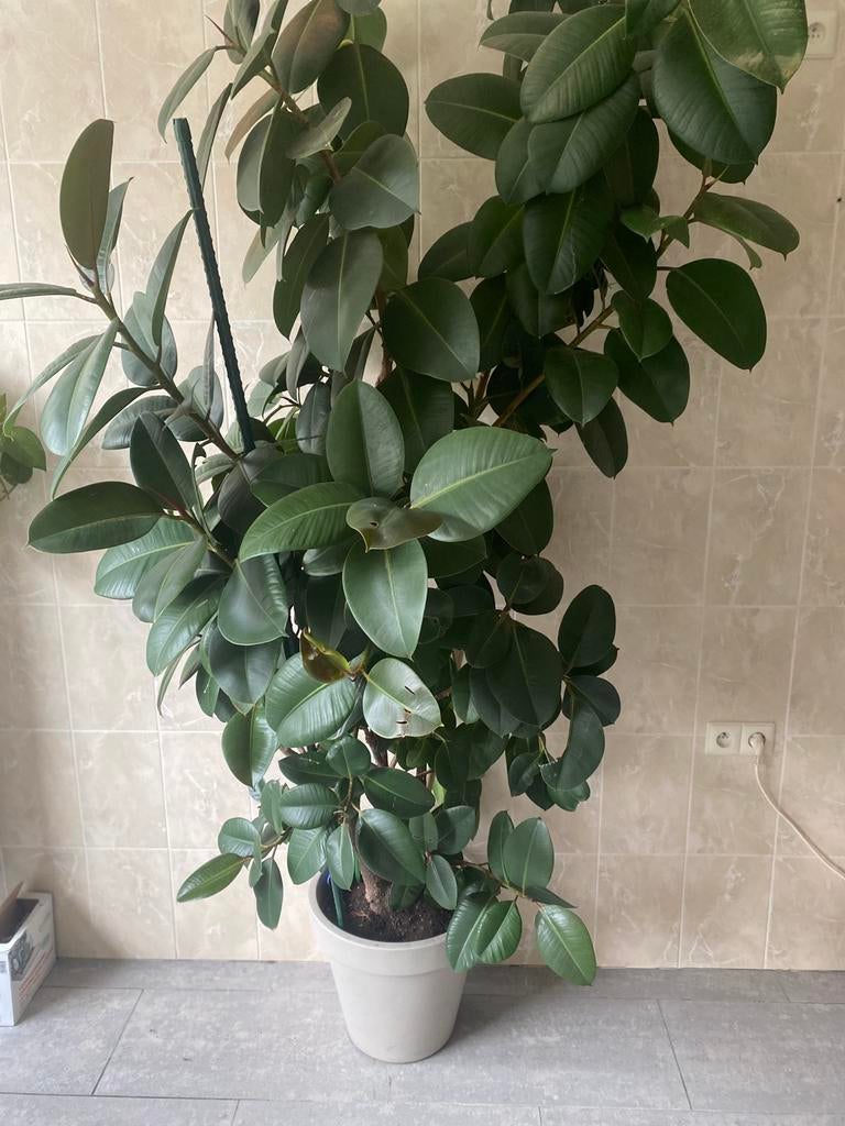 Belle plante à vendre, Jardin & Terrasse, Plantes | Jardin, Enlèvement