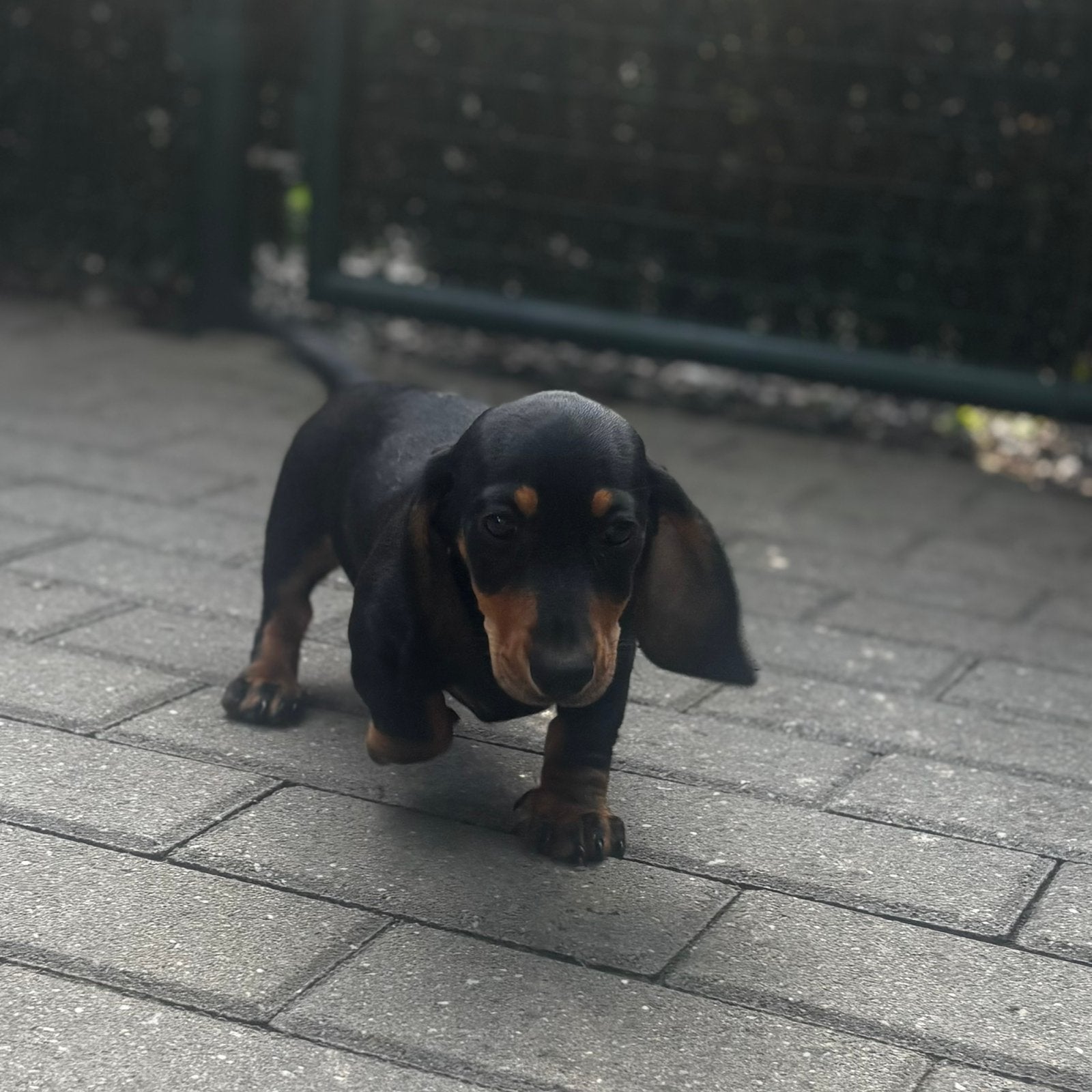 Chiot teckel à poil court super mignon, élevé à la maison !, Poils courts, Maladie de Carré (chiens), Chienne, Belgique