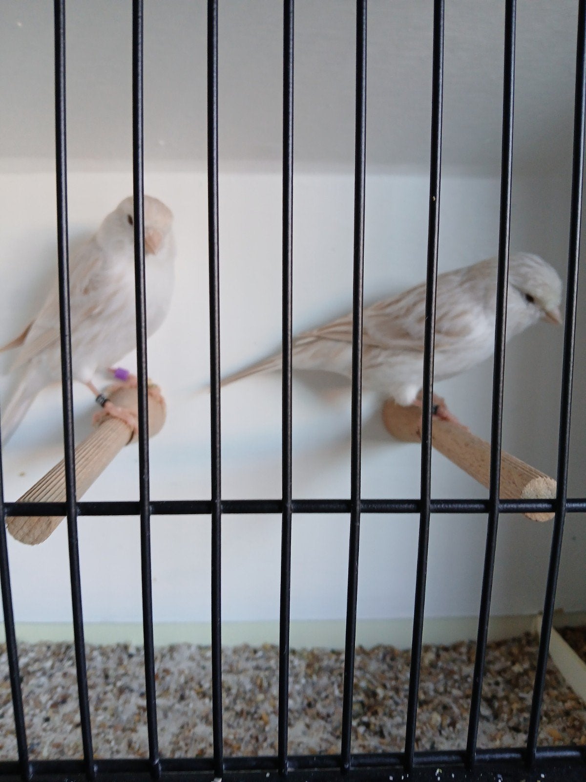 Koppel  satinet wit, Dieren en Toebehoren