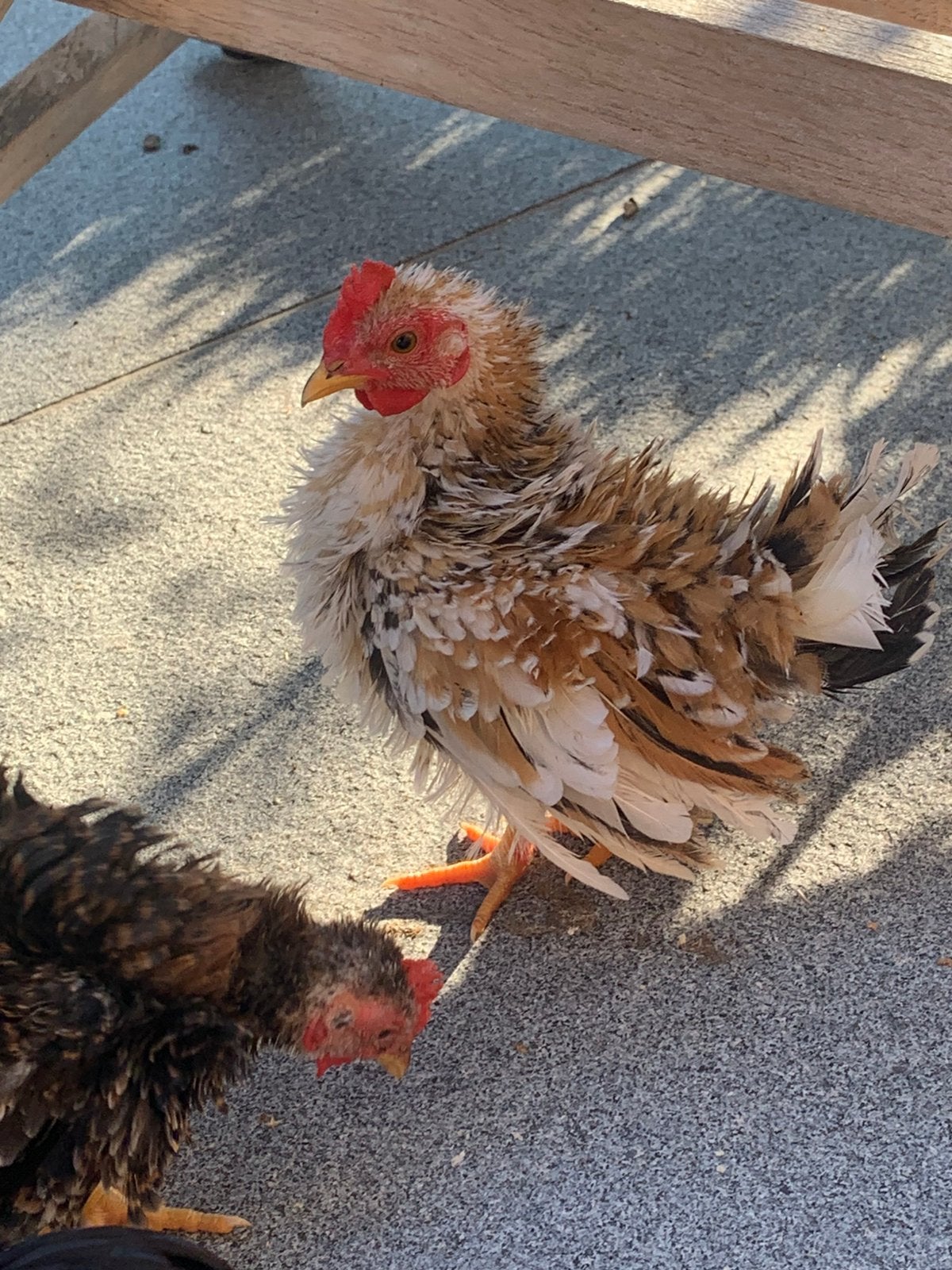 Plume à friser Serama Hanan trois couleurs, 5 euros, Poule ou poulet