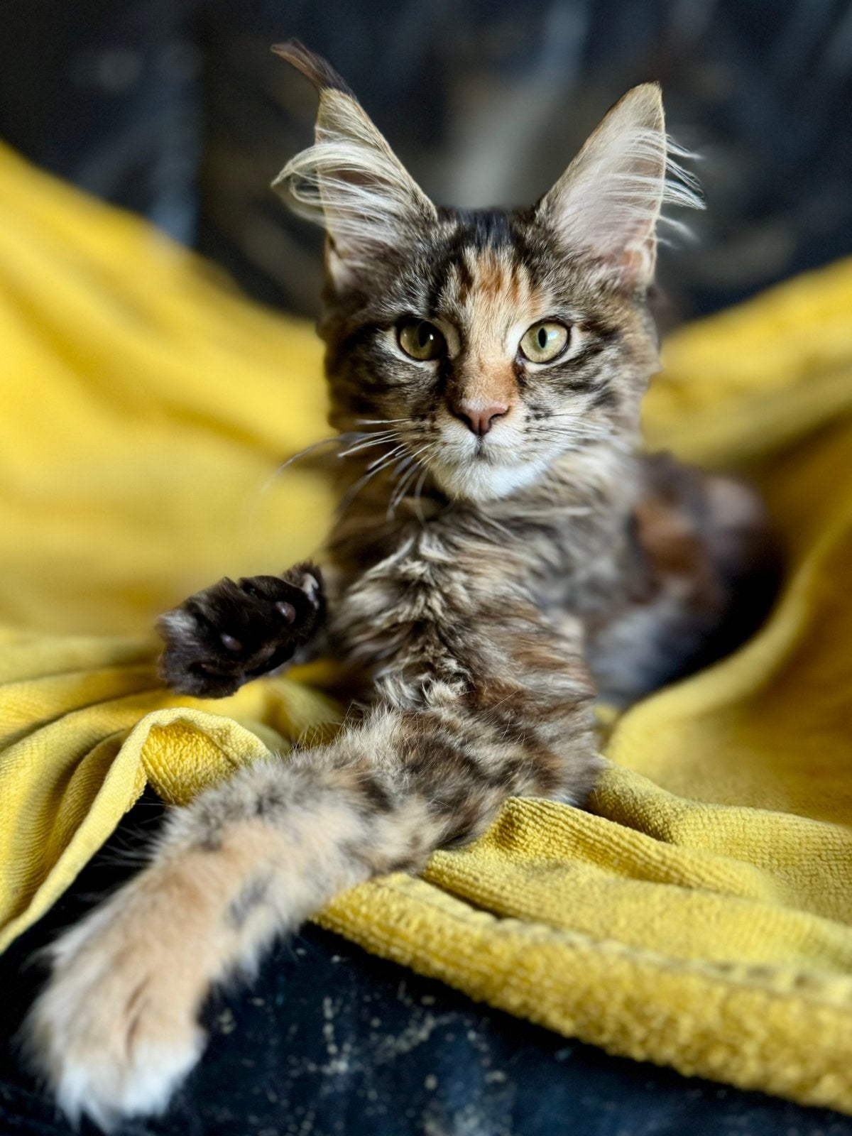 Maine Coon poesje: officiële stamboom, kampioensbloedlijnen, Plusieurs animaux, Avec pedigree, 0 à 2 ans