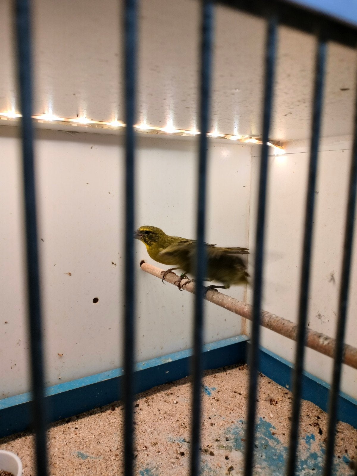 dikbek Mozambique sijzen, Meerdere dieren, Wildzangvogel, Geringd