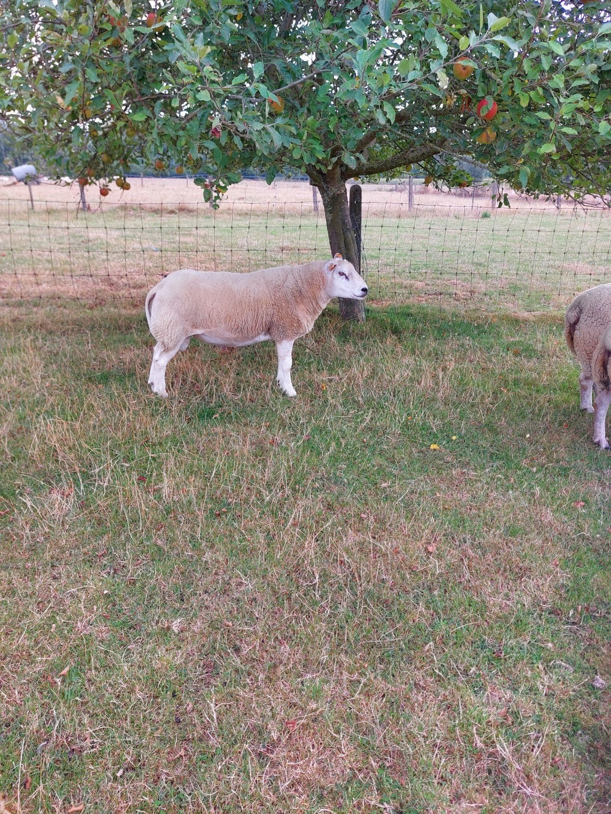 dekbok te koop, Dieren en Toebehoren, Mannelijk, Schaap, 0 tot 2 jaar