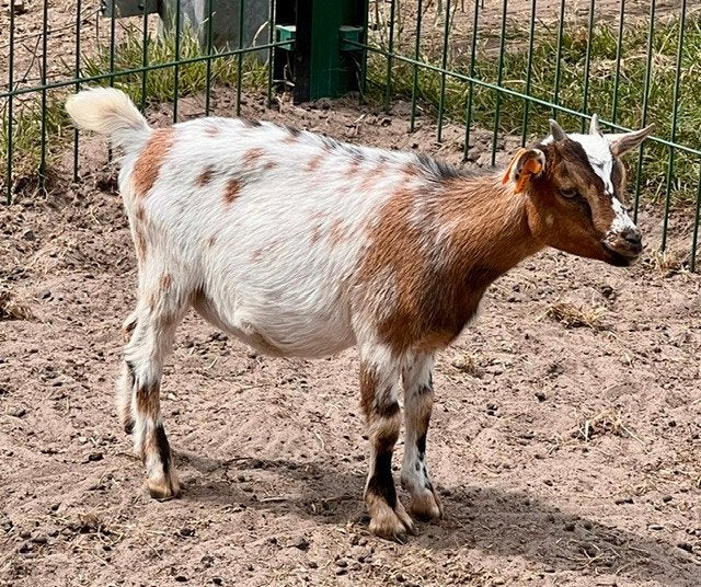 Dwerggeit vrouwtje bruin-wit schimmel, Femelle, Chèvre, 0 à 2 ans
