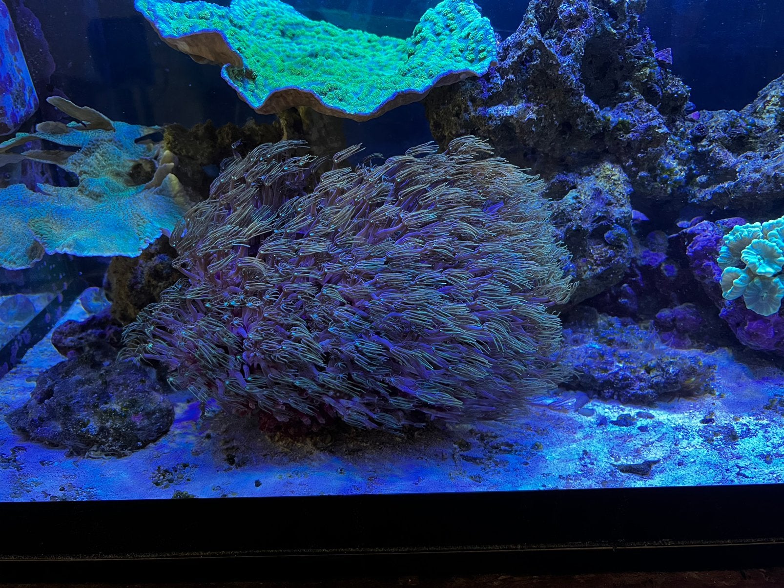 Corail Tubipora Musica